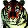Black Tiger